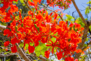 Flammenbaum, Delonix regia, Flamboyant, Sakalava Strand, Oronjia Nationalpark, Antsiranana, Diego Suarez, Madagaskar, Afrika, Indischer Ozean Flammenbaum, Delonix regia, Flamboyant, Sakalava Strand, Oronjia Nationalpark, Antsiranana, Diego Suarez, Madagaskar, Afrika, Indischer Ozean